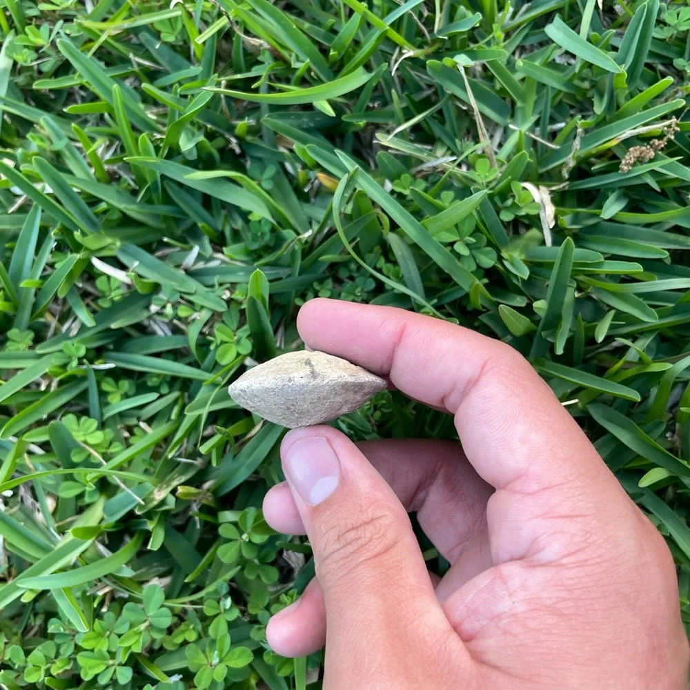 Fossilized Clam Shell Cast